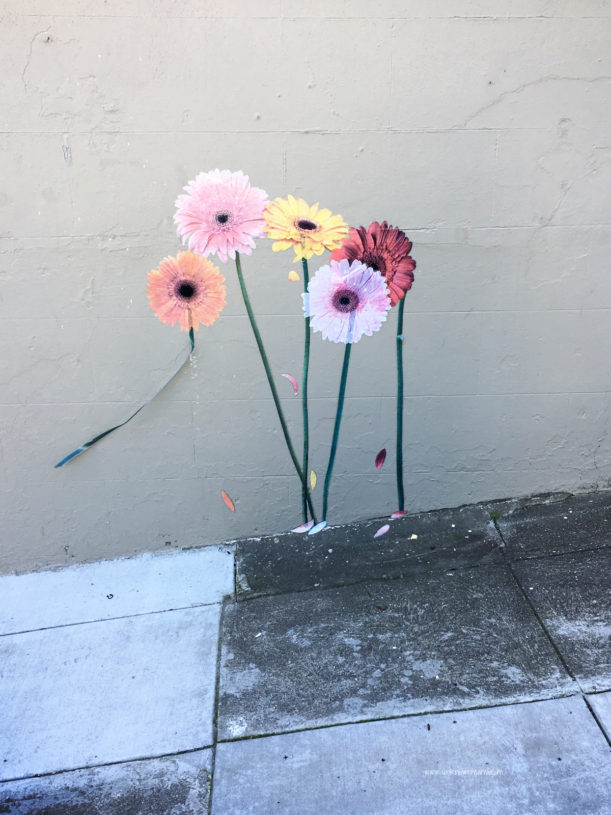 Gerbera Daisies on a wall