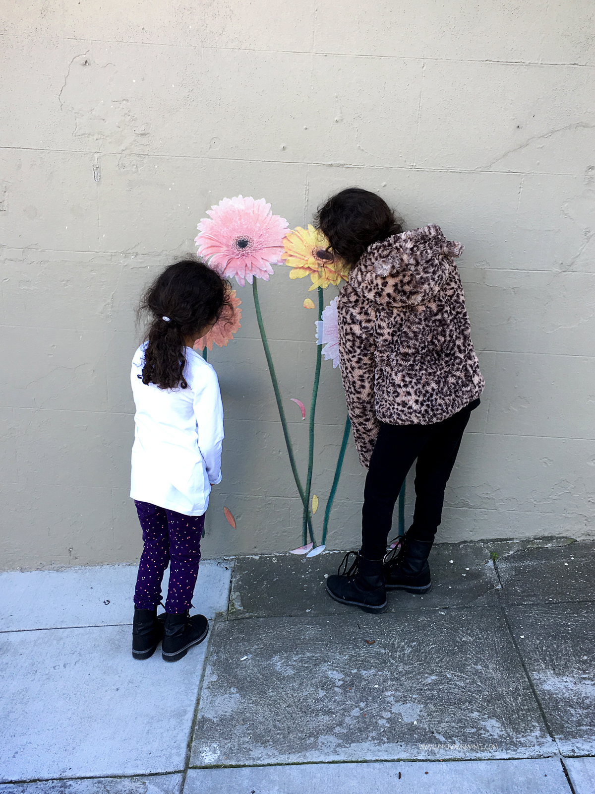 Gerbera Daisies 