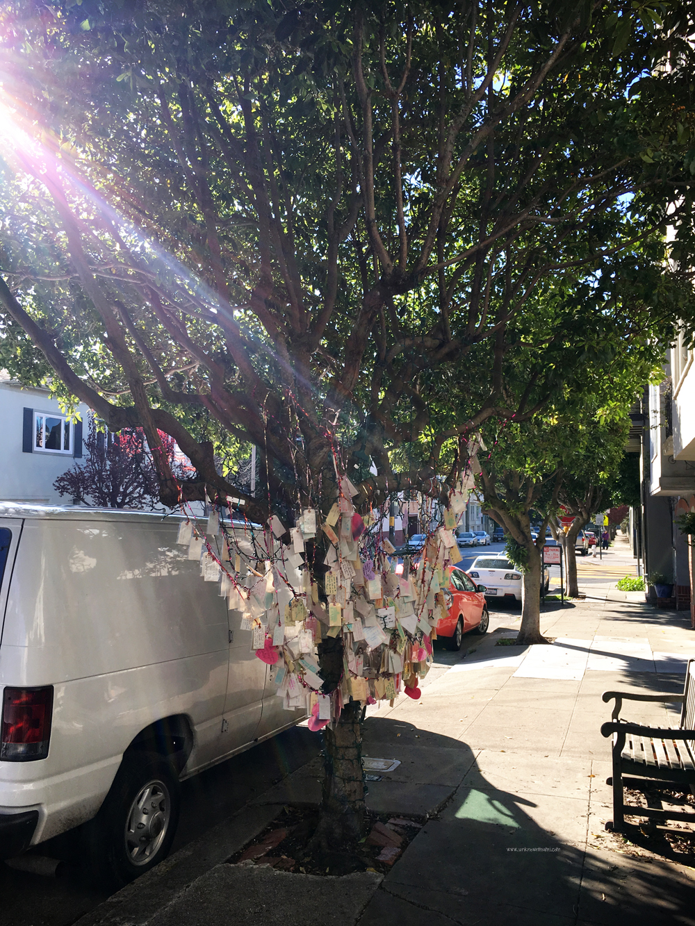 SF Wishing Tree